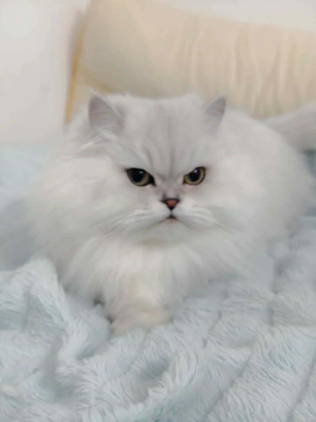 小猫咪这个眼神是在瞪我吗