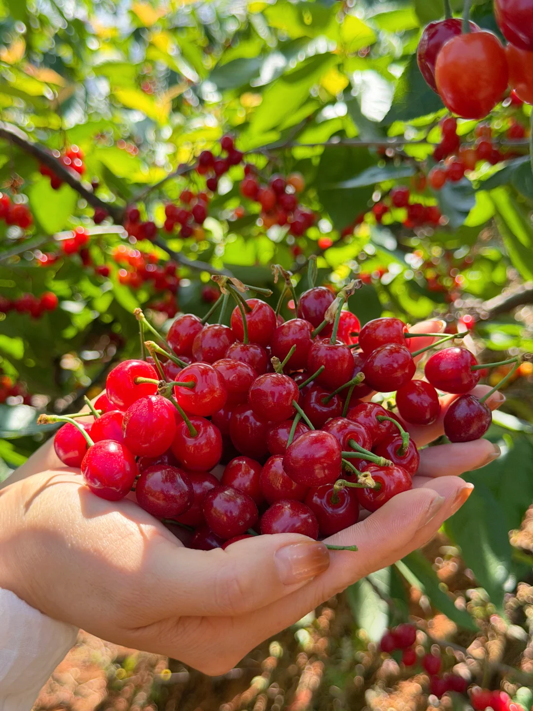 纯甜的玛瑙红小樱桃上架啦，福利拉满。