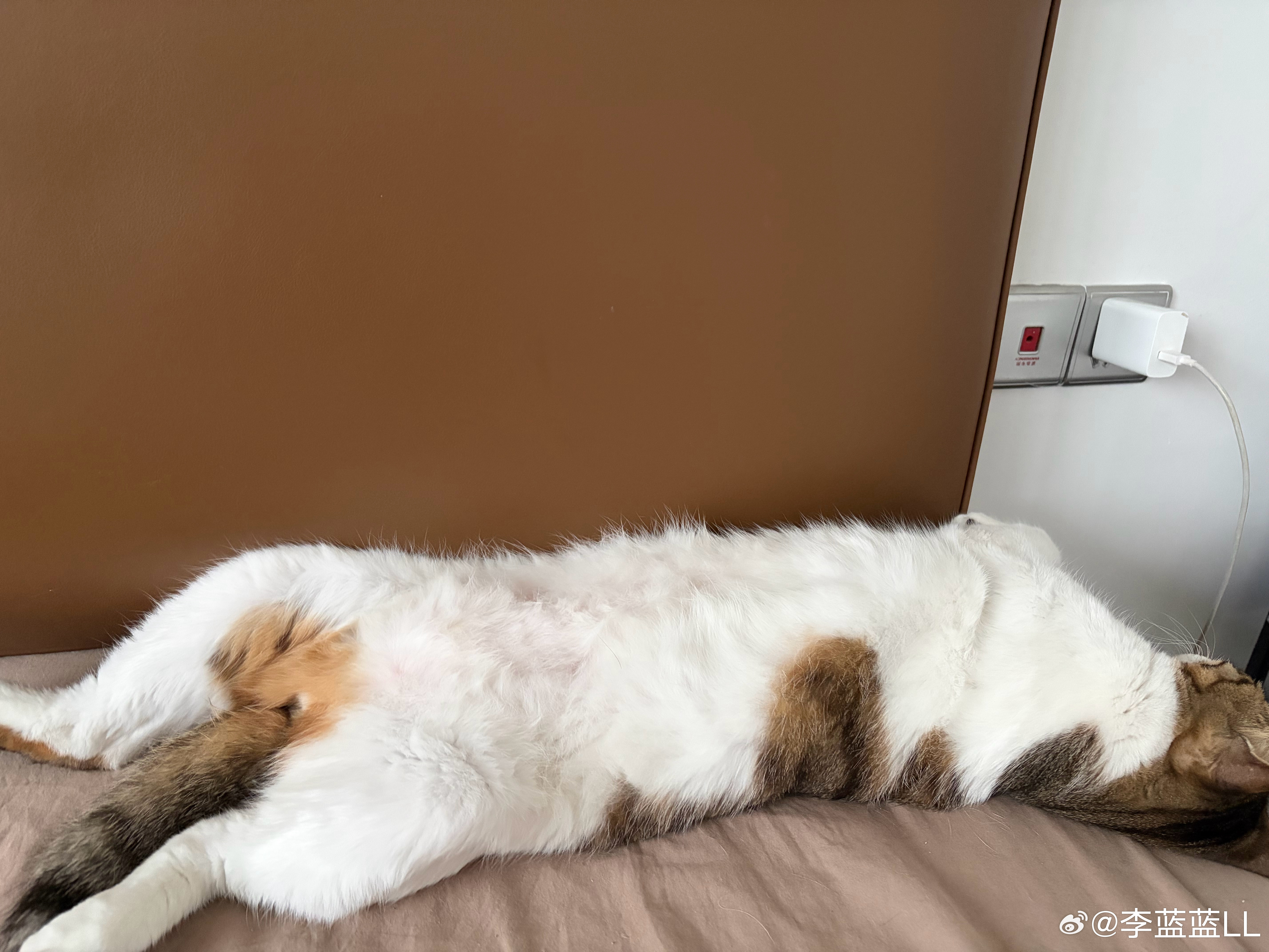 家庭地位最高，智商也最高的一只猫。大早上被它挤醒……床还得分它一半。关键它打心底