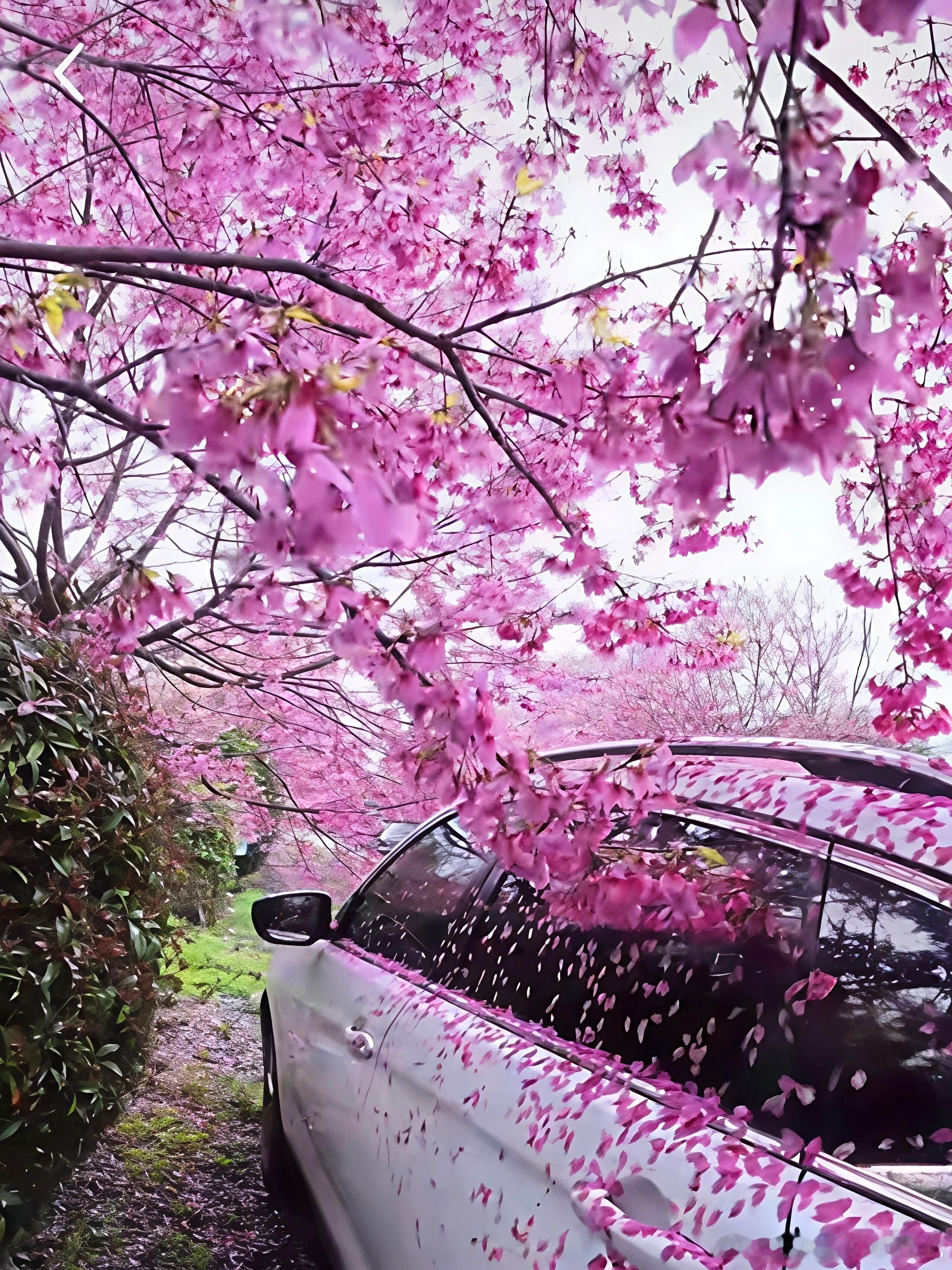 听我一句劝，千万别把车停在樱花树下🌸一不小心就收获一辆限定浪漫“免费花车”，花
