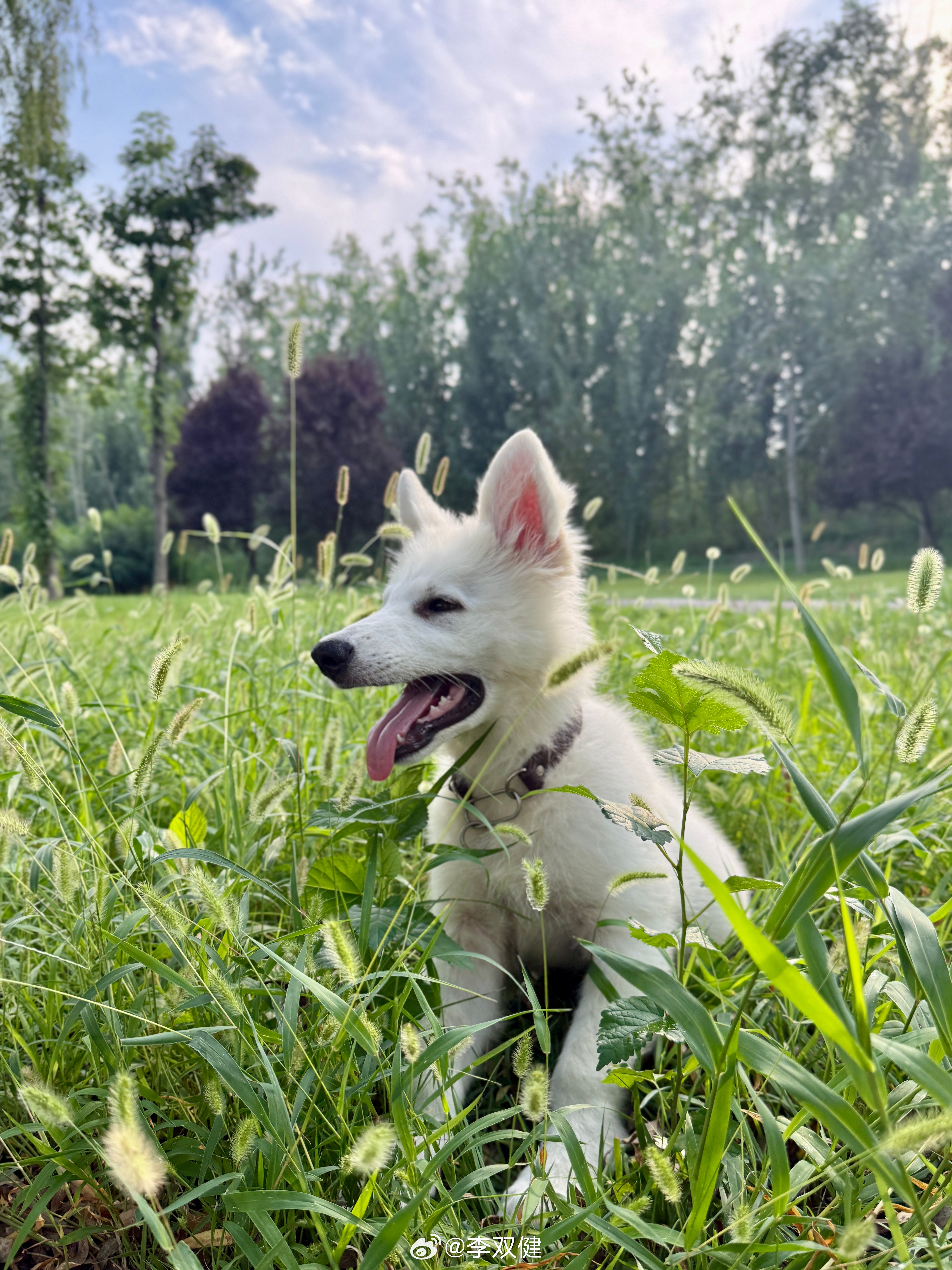 今天不忙溜达溜达 ！瑞牧白色瑞士牧羊犬