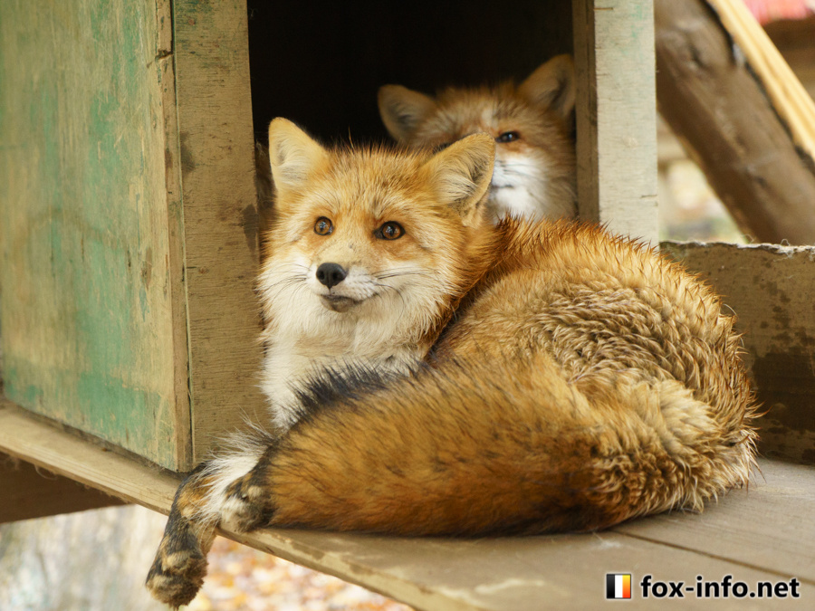 狐狸 这次是狗狗眼©️fox_info_net 