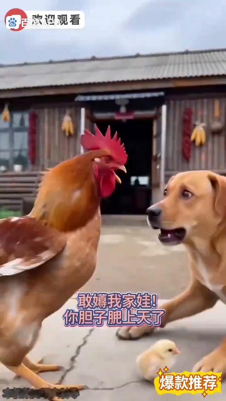 狗哥，给你整个硬菜安排。这谁家小鸡崽子，哪冒出来的？敢薅我家吗？这种乌龟压根不是