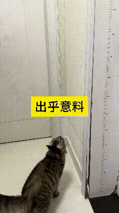 为啥别家猫不爱出门？看完这只狸花猫瞬间懂了
 
总刷到铲屎官吐槽自家猫一心往外窜
