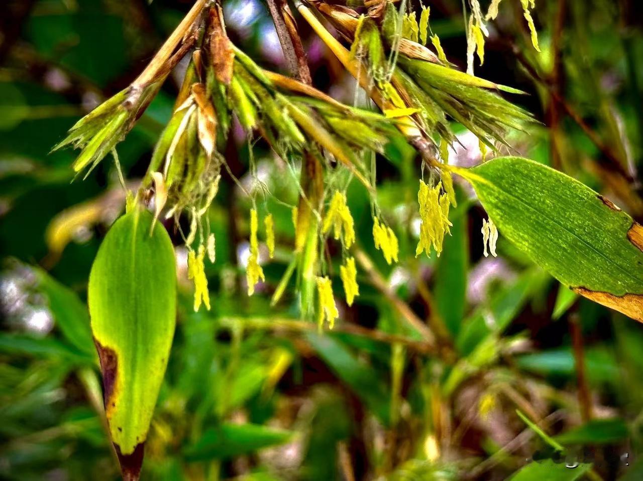 竹子开花
      （原创）


一往情深的故事
正在阳光下
走向归途
走得安