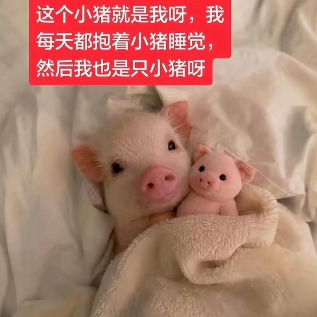 每日🐏铁计划来和猪猪动动好吗 ​​​