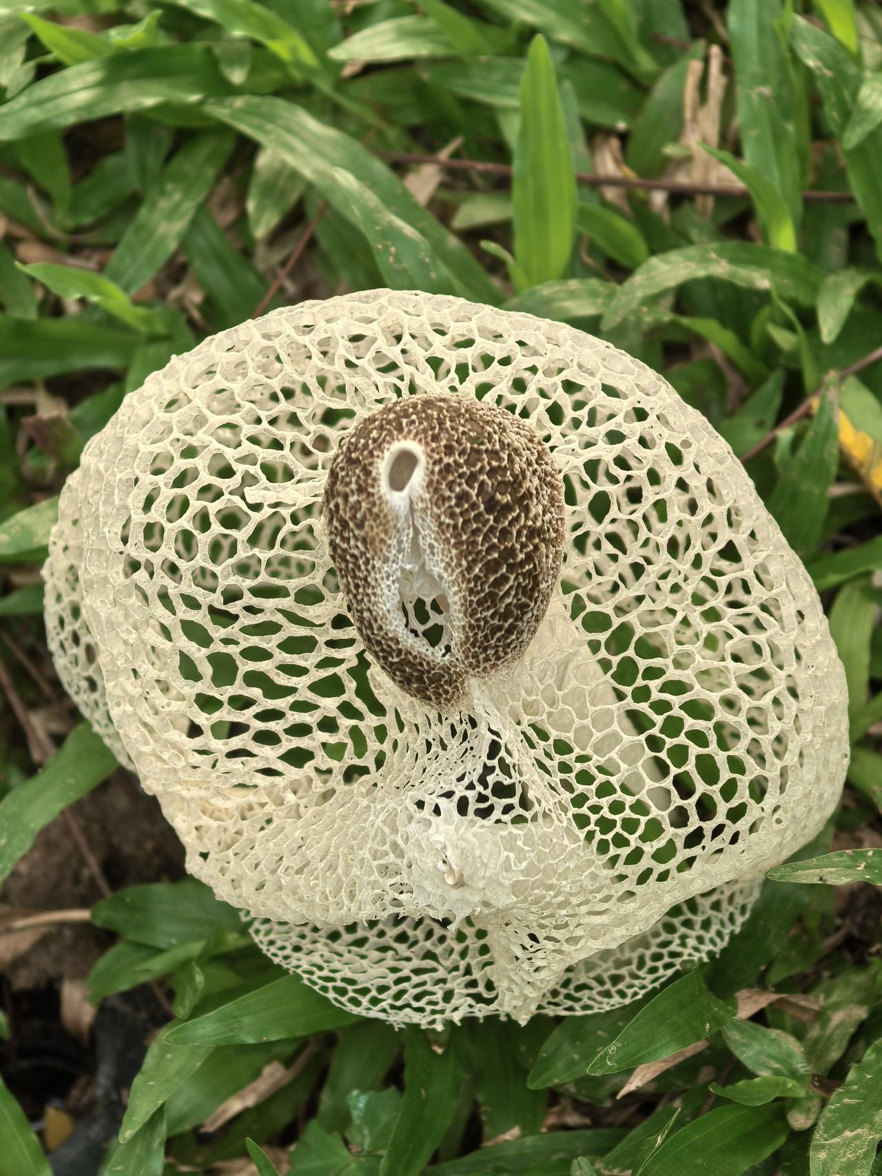 巧夺天工，一朵野生菌开出了如花的模样，更像一件精致的工艺纺织品，给人一种如梦如幻