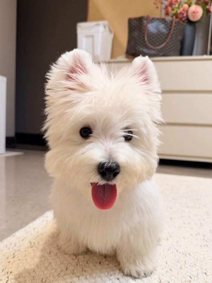 一枚会跑的糯米糍萌到我心巴上了！