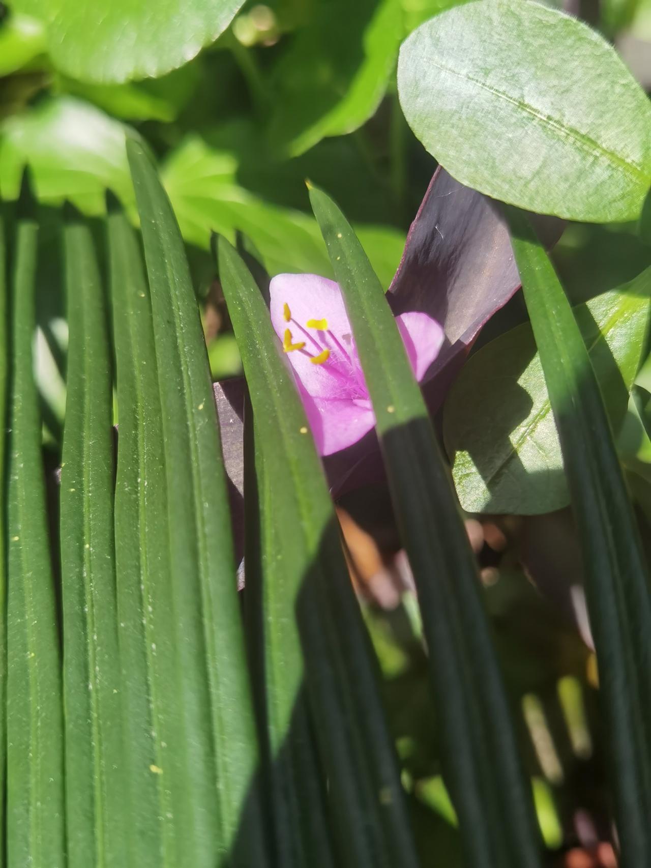 紫竹梅现在成仙了。