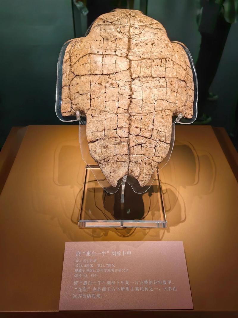 殷墟甲骨文的甲骨来源是多元的：
材质构成：主要是龟甲（以龟腹甲为主）和牛肩胛骨，