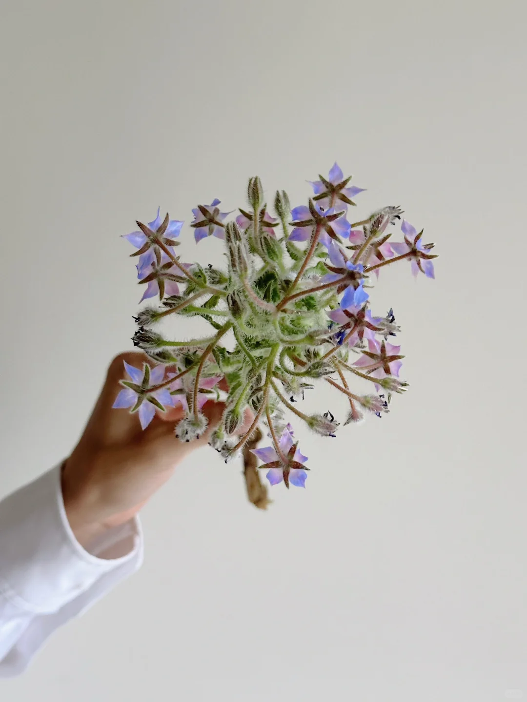 篱夏农场·琉璃苣