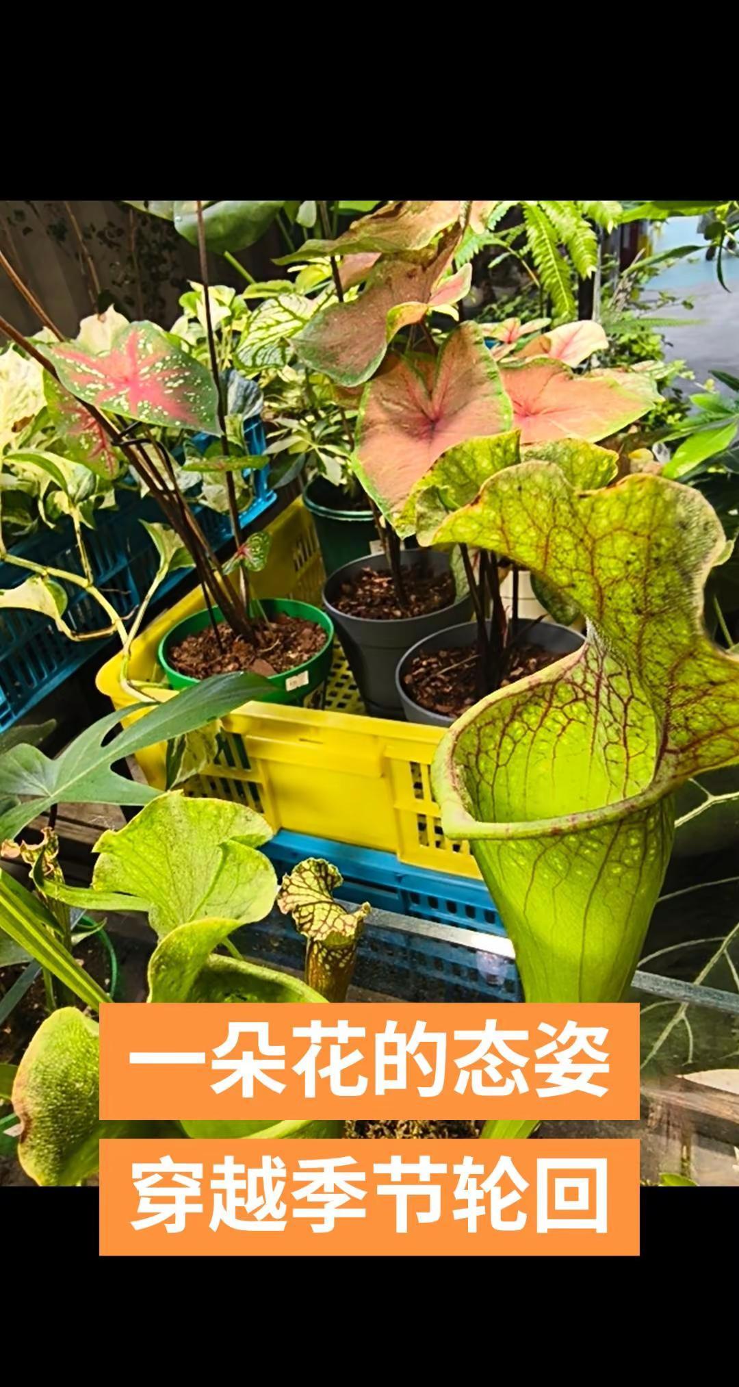 花姿展轮回