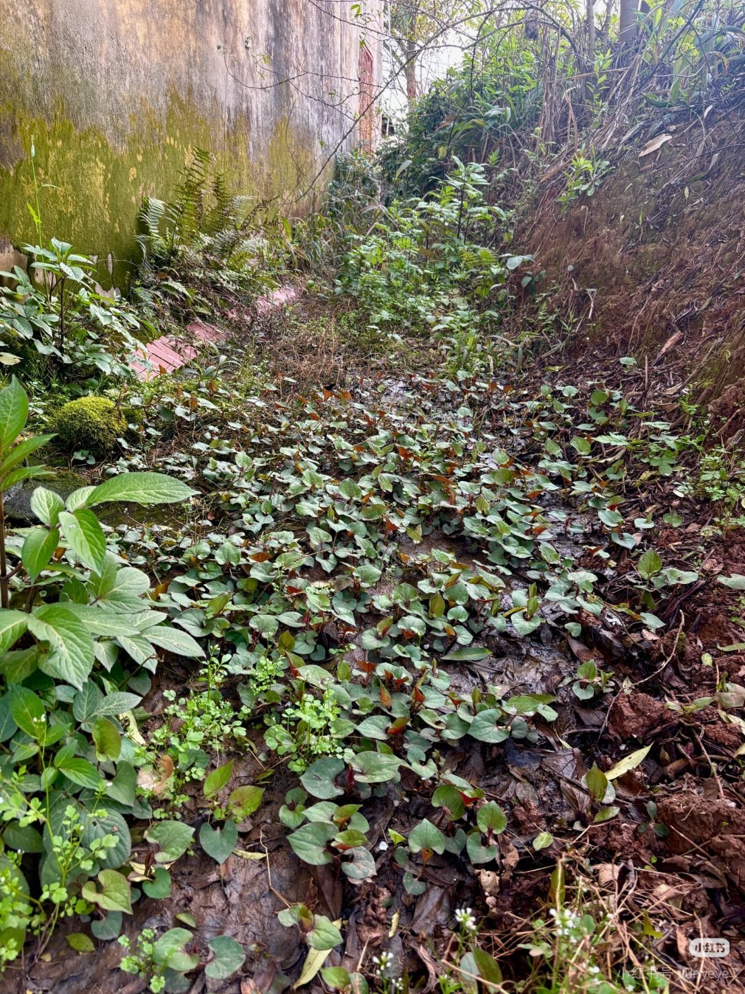 把蓝莓当消炎药吃折耳根消炎效果也特别好，我爱吃折耳根