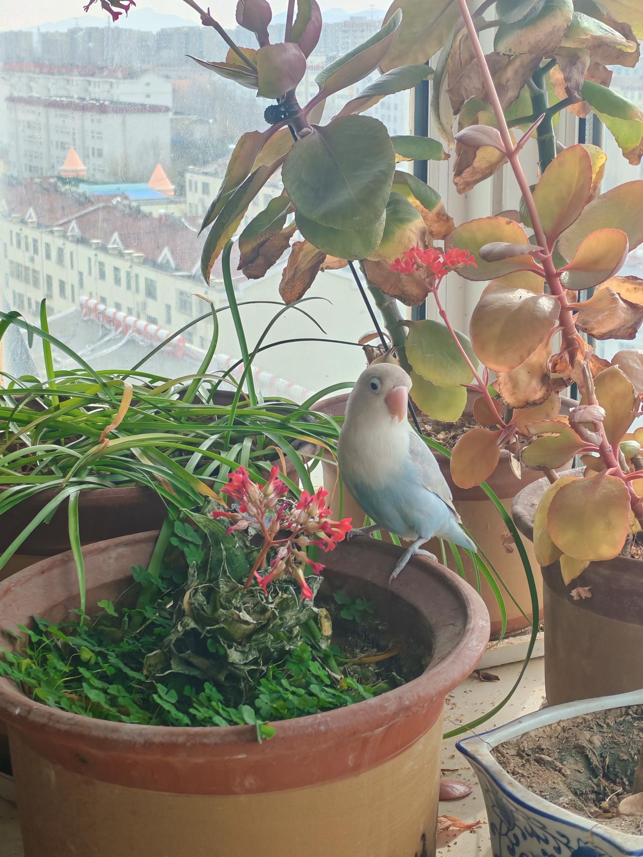 我的花被这个小家伙霍霍完了[流泪]