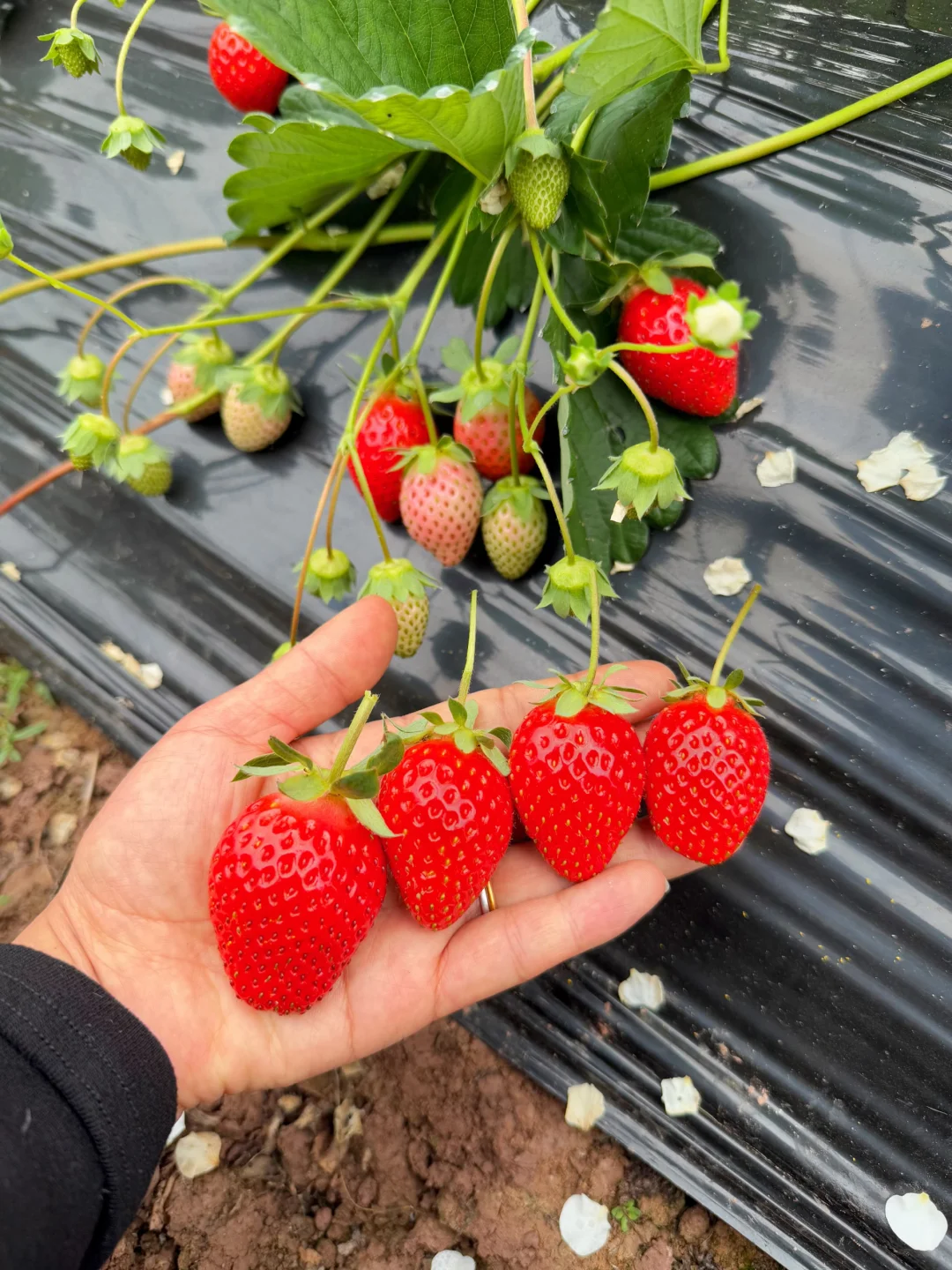 年前最后一周发货，该囤年货了哦！