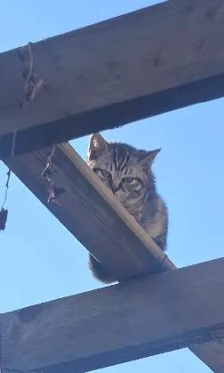 晒晒你相册里的流浪猫照片刚刚发现猫崽吃饱喝足，趴着在高高的架子上晒太阳，悠哉悠哉