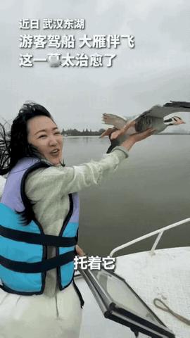 武汉，一女子驾船出海欣赏美景，突然飞来一群大雁和船并肩同行，女子伸出手，谁能想到