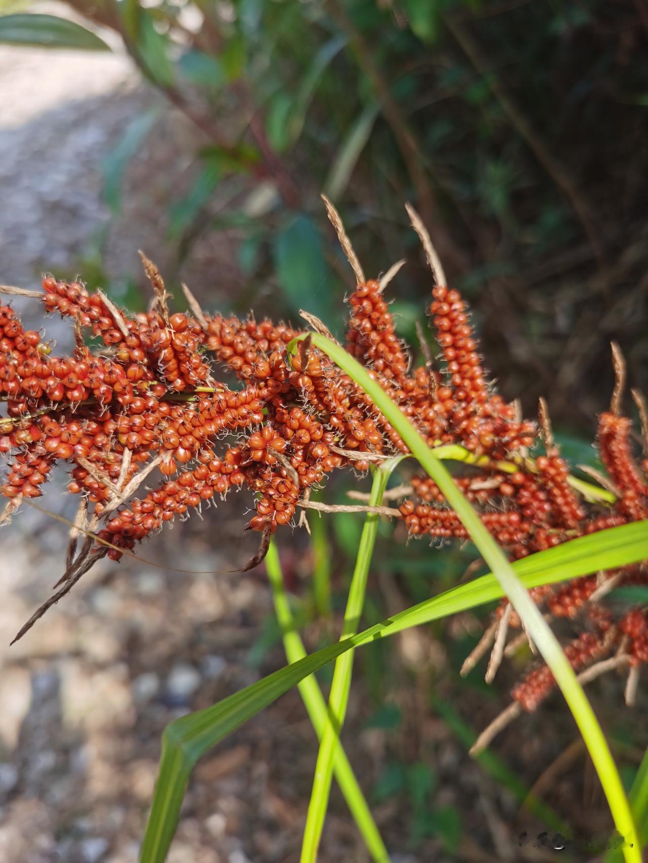 阅读分享：
       乞丐不会妒忌百万富翁，但是他肯定会妒忌收入更高的乞丐。
