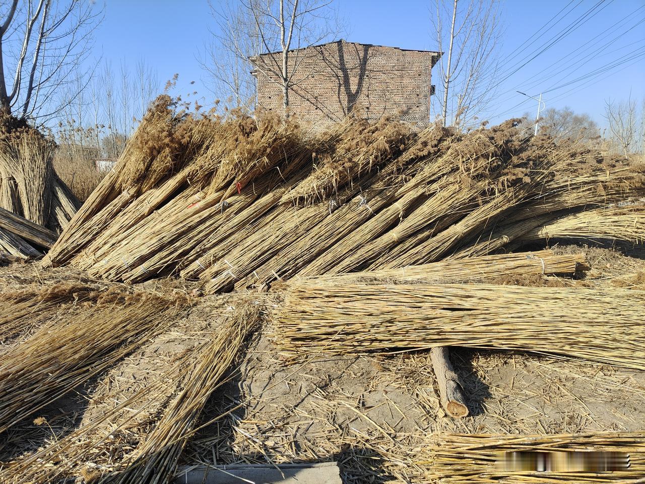 一根能卖八九分钱，这样的白洋淀芦苇，去了皮，收拾干净，一根可卖八九分钱。