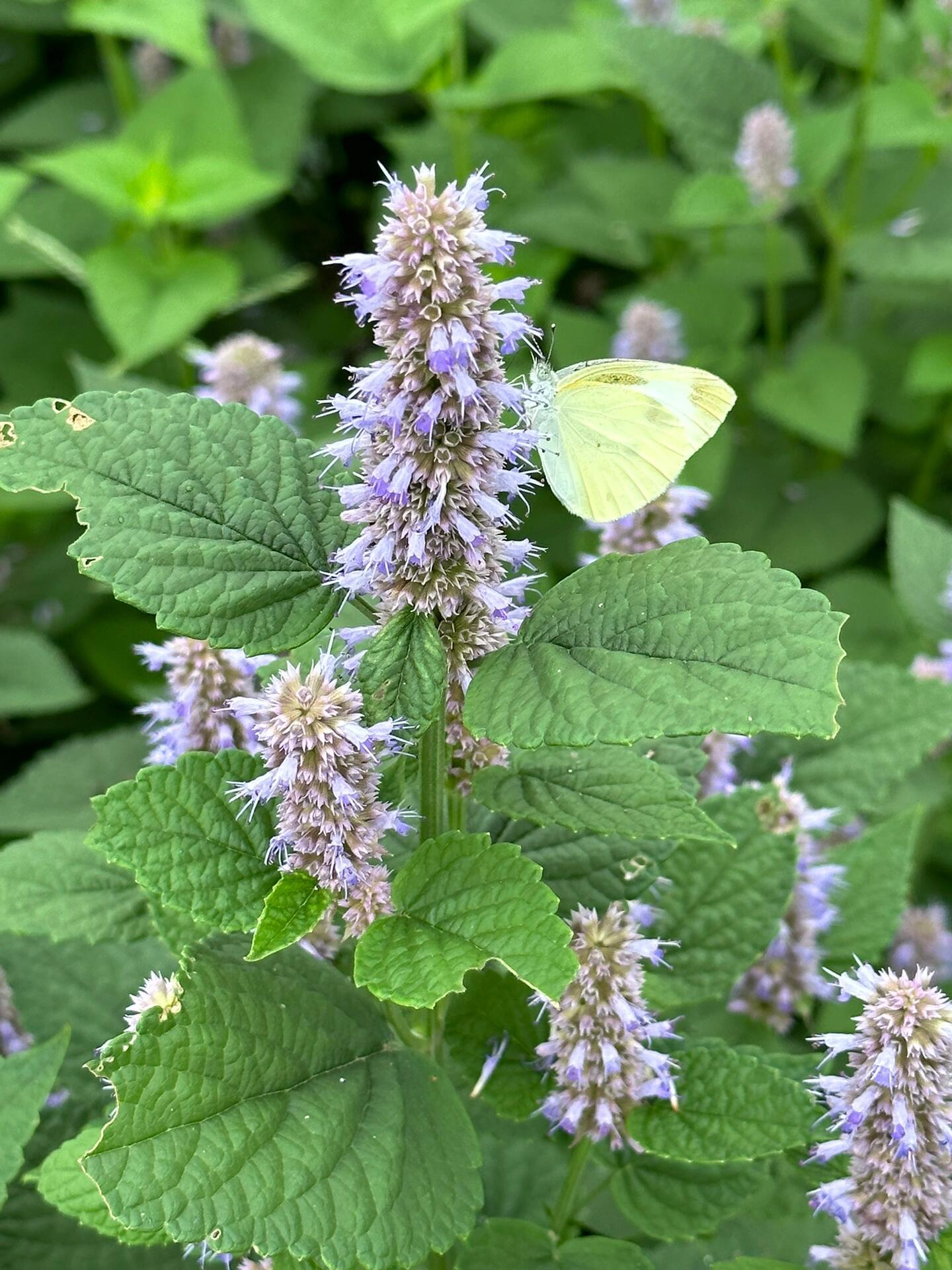 【藿香：把「夏日清凉」焊在基因里的「行走风油精」】中医中药专业科普植物科普 当暑