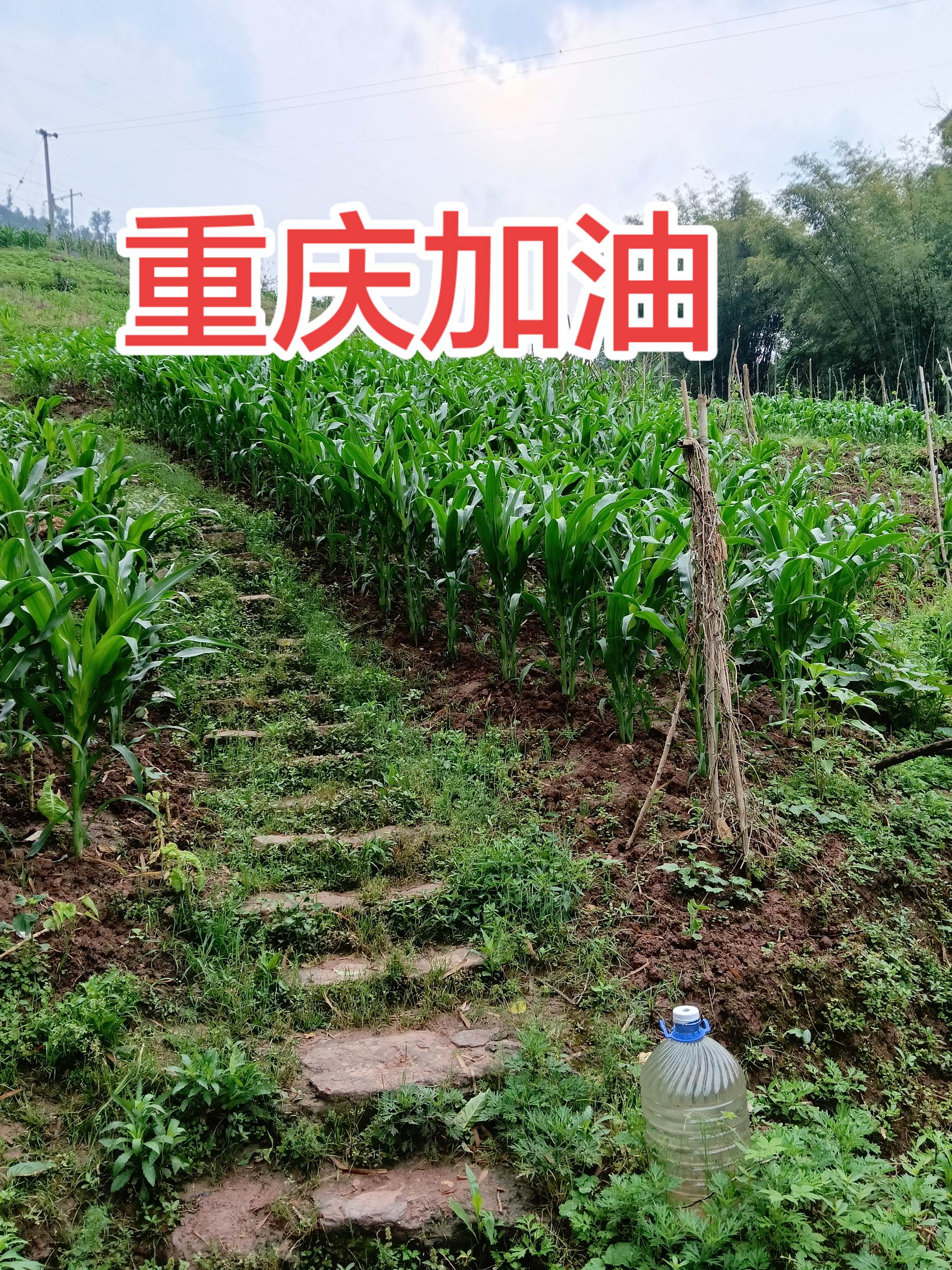 原创作品伙伴计划