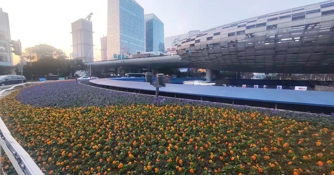 【杨浦街头，换上“节日盛装”】近日，杨浦街头陆续换上“节日盛装”。记者从区绿化市