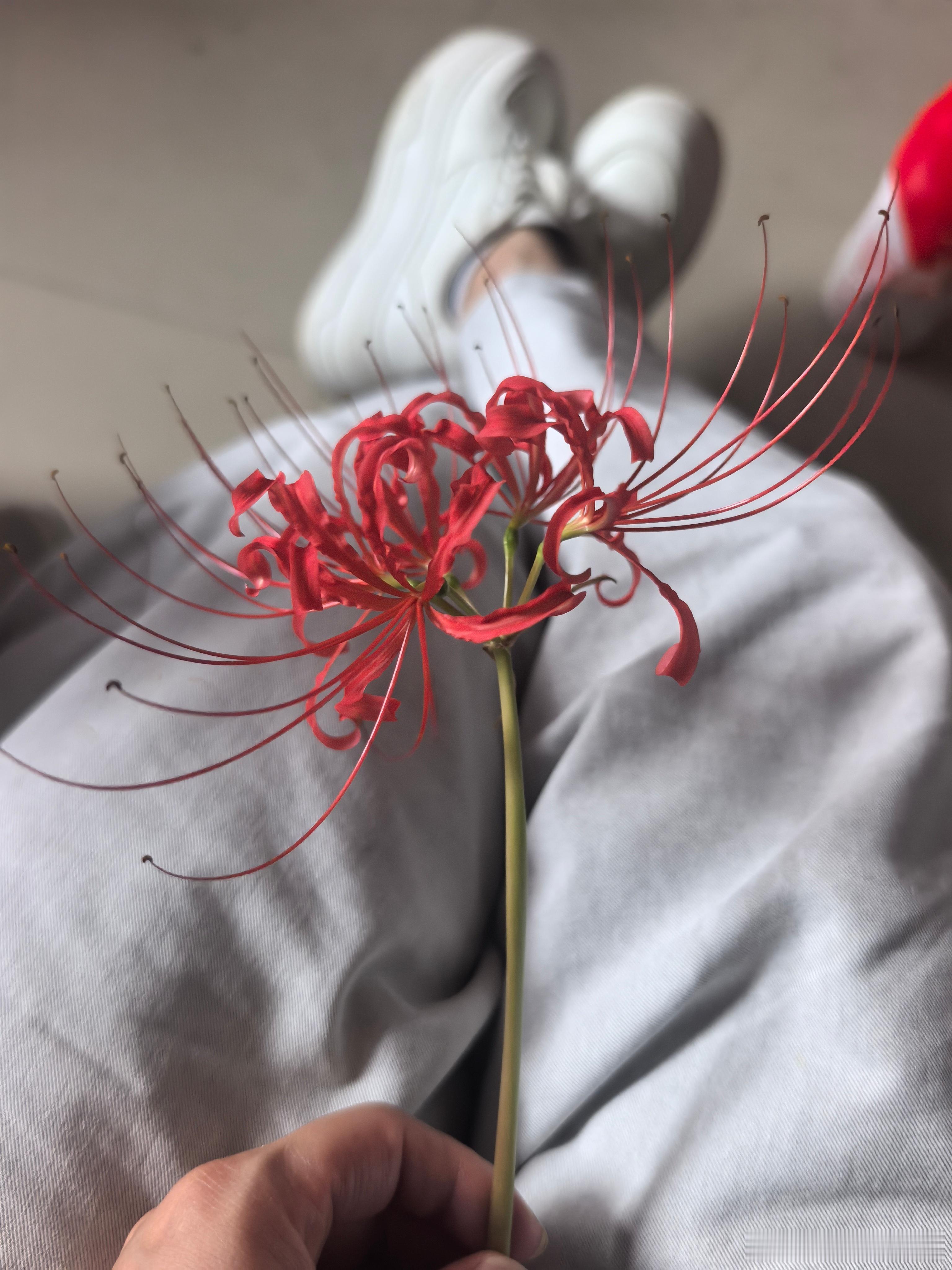 电视剧莲花楼 花花你在哪？我找到解药了