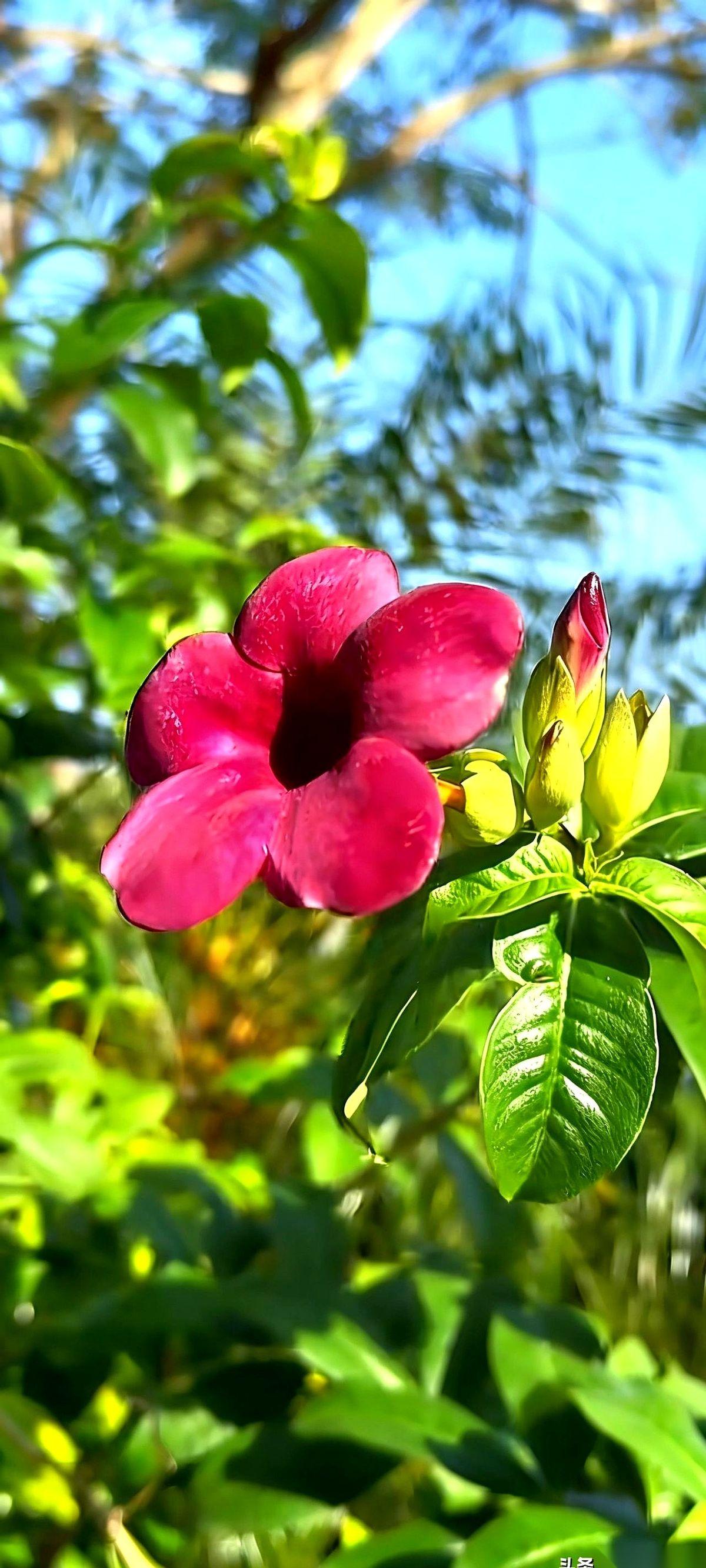 张雪峰一句话，让好多当爹妈的脸都红了。
他说，你家孩子再混蛋，再不争气，你先别急
