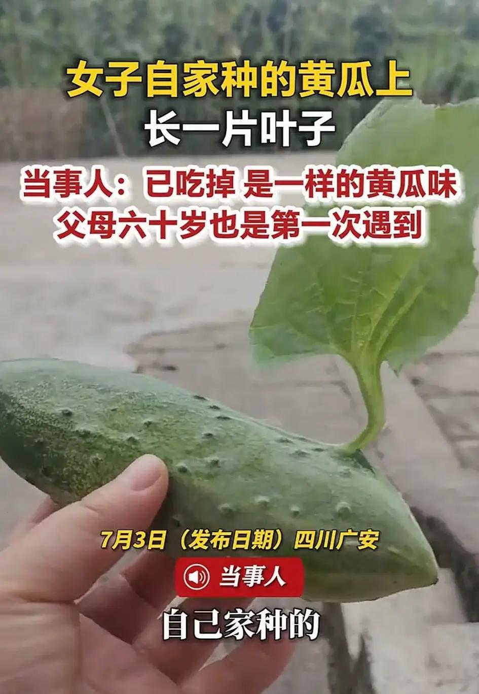 四川广安，一女子在自家菜园采摘黄瓜时，撞见了连种了大半辈子地的六旬父母都从未见过