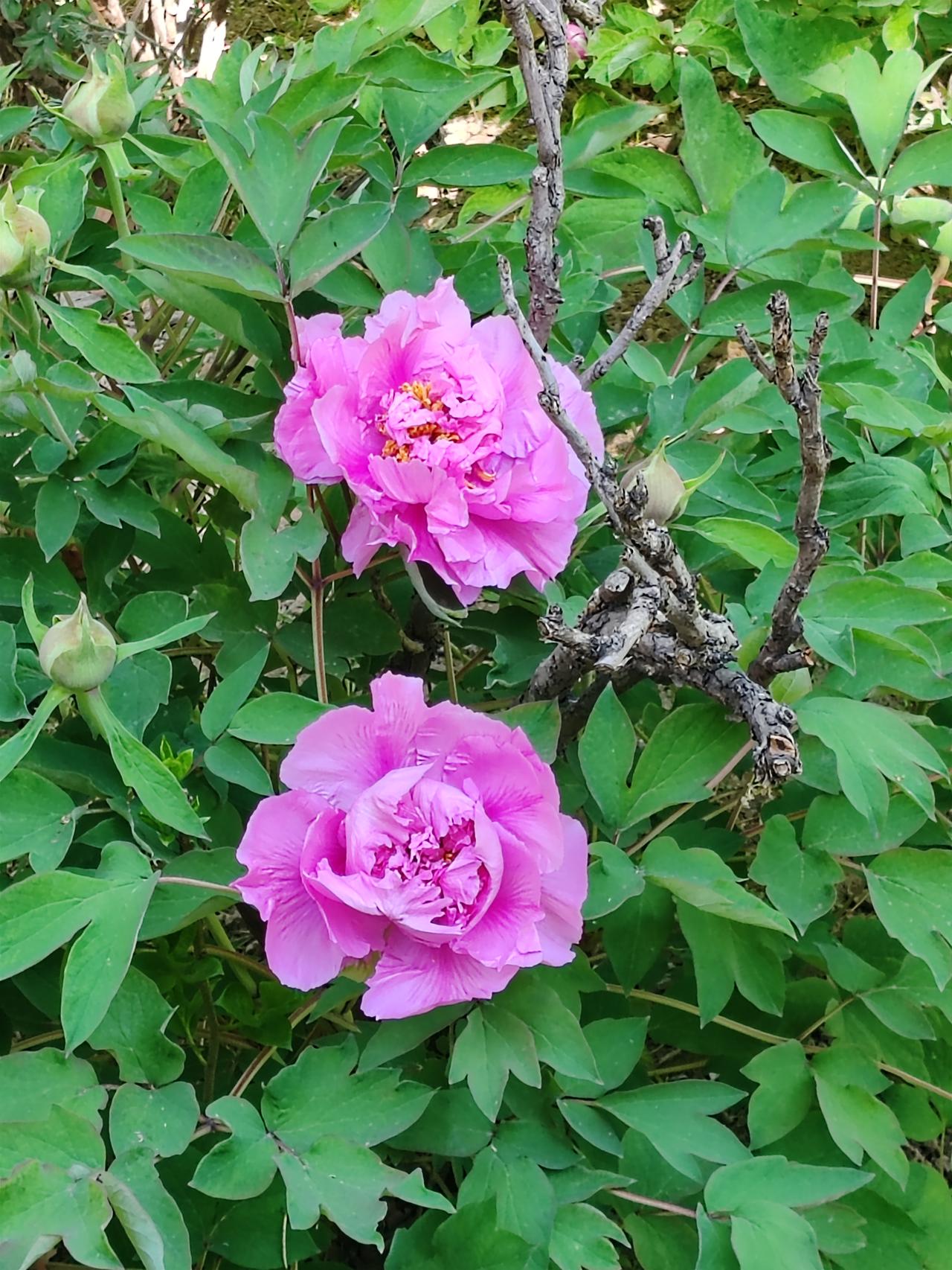 分折的好。挣钱不是人生目的。把自己和家庭的事都安排好才是人生的必须。为了挣钱透支