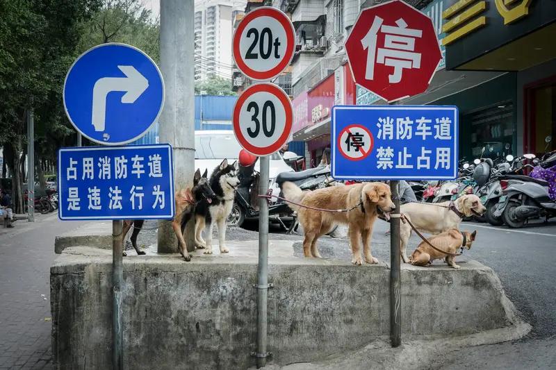 城市禁止养狗这事，不能简单地说“势在必行”。有人支持禁养，像老人、孩子家长、睡眠