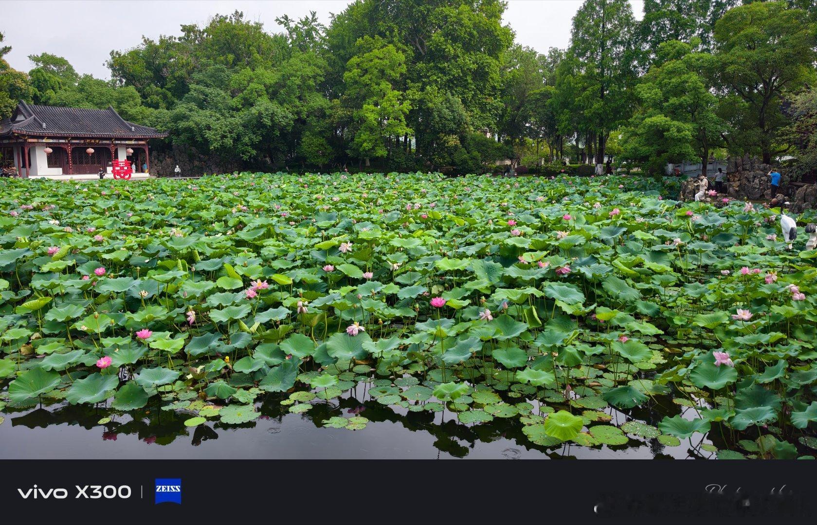 早安莲叶何田田赏心悦目的永远是自己喜欢的风景  随手拍vivo