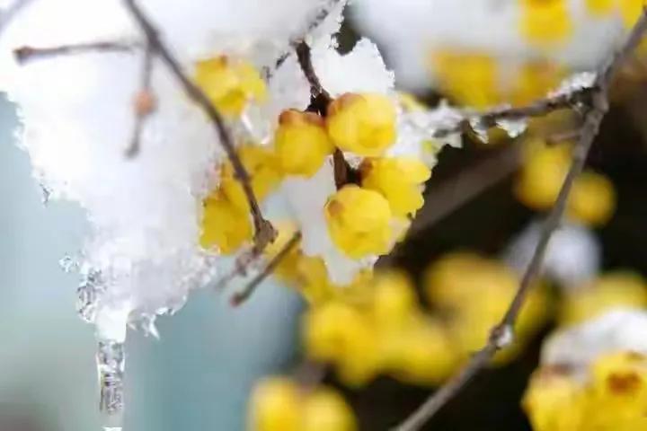 《木兰花•腊梅》
不惧霜寒冰雪恶，
冷蕊疏枝犹绰约。
风冽冽，雨潇潇
一任朔气频