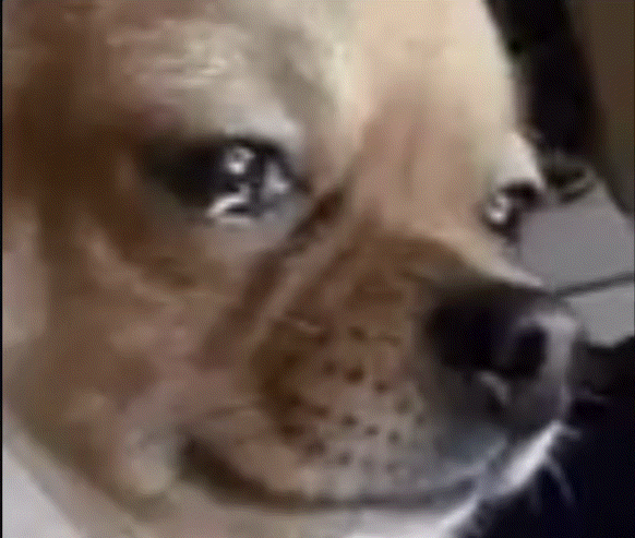 爱上古墓派就得到了这样的下场龙儿你小心我化身尹志平狠狠那个你 