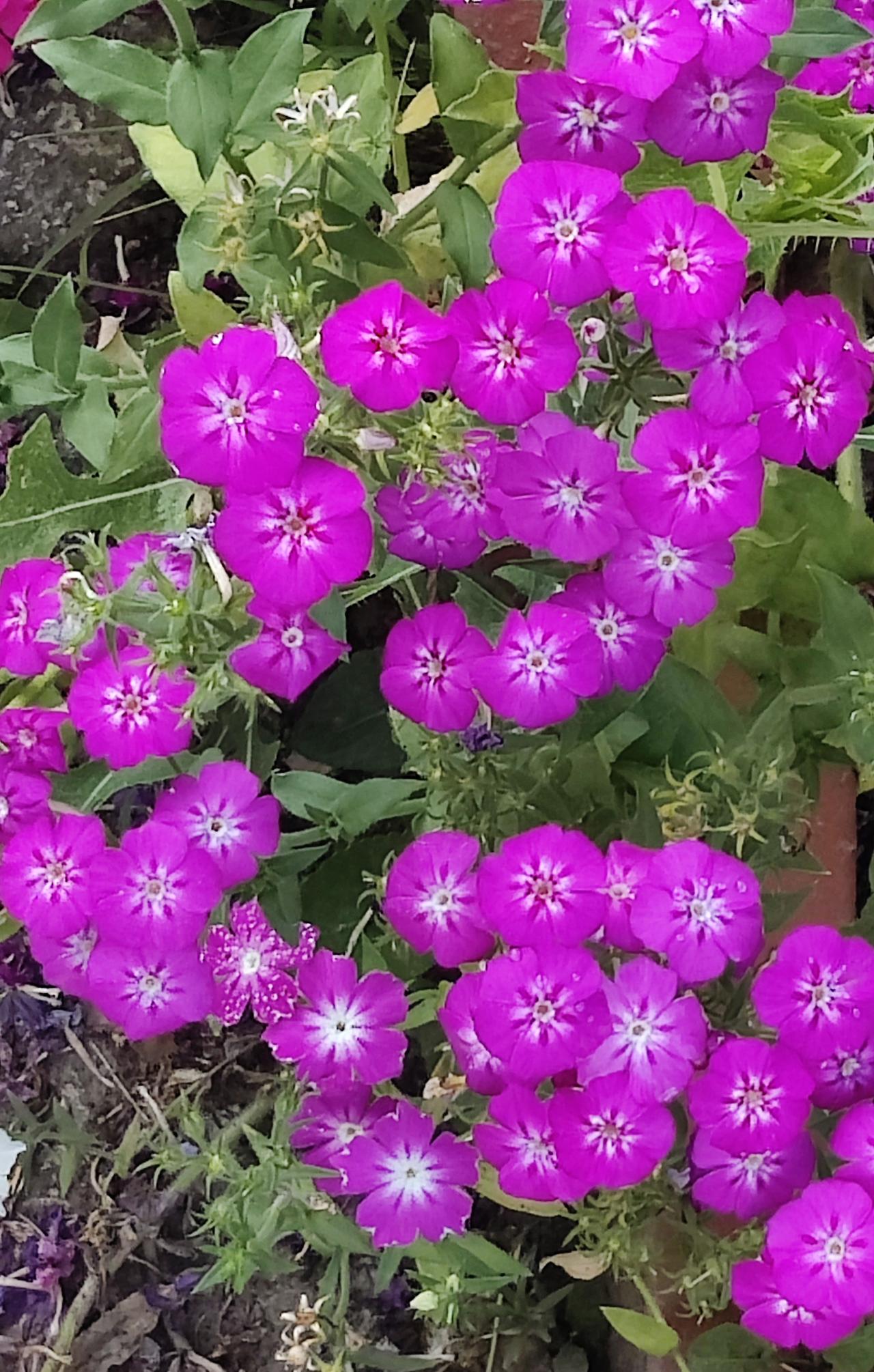 昨天去医院体检，采血的时候，护士是从患者的肘弯处的血管采血，几个护士都是这样。我