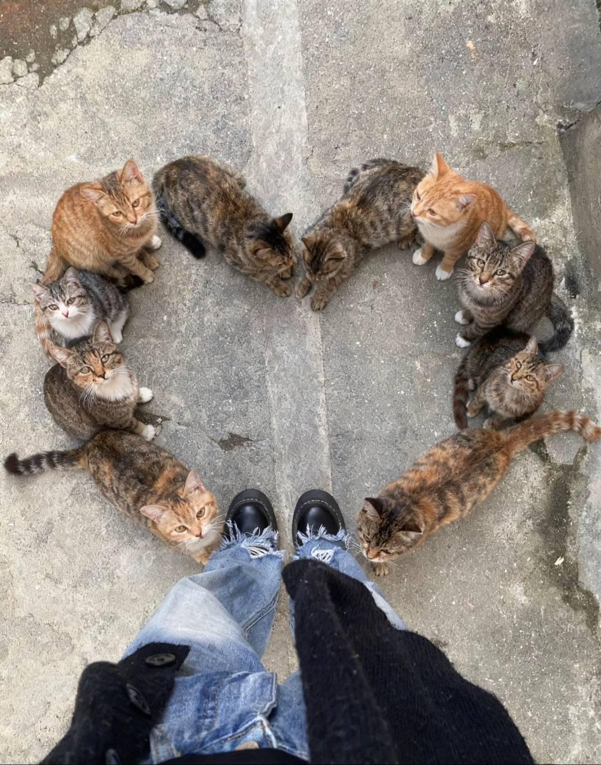 爱心小猫