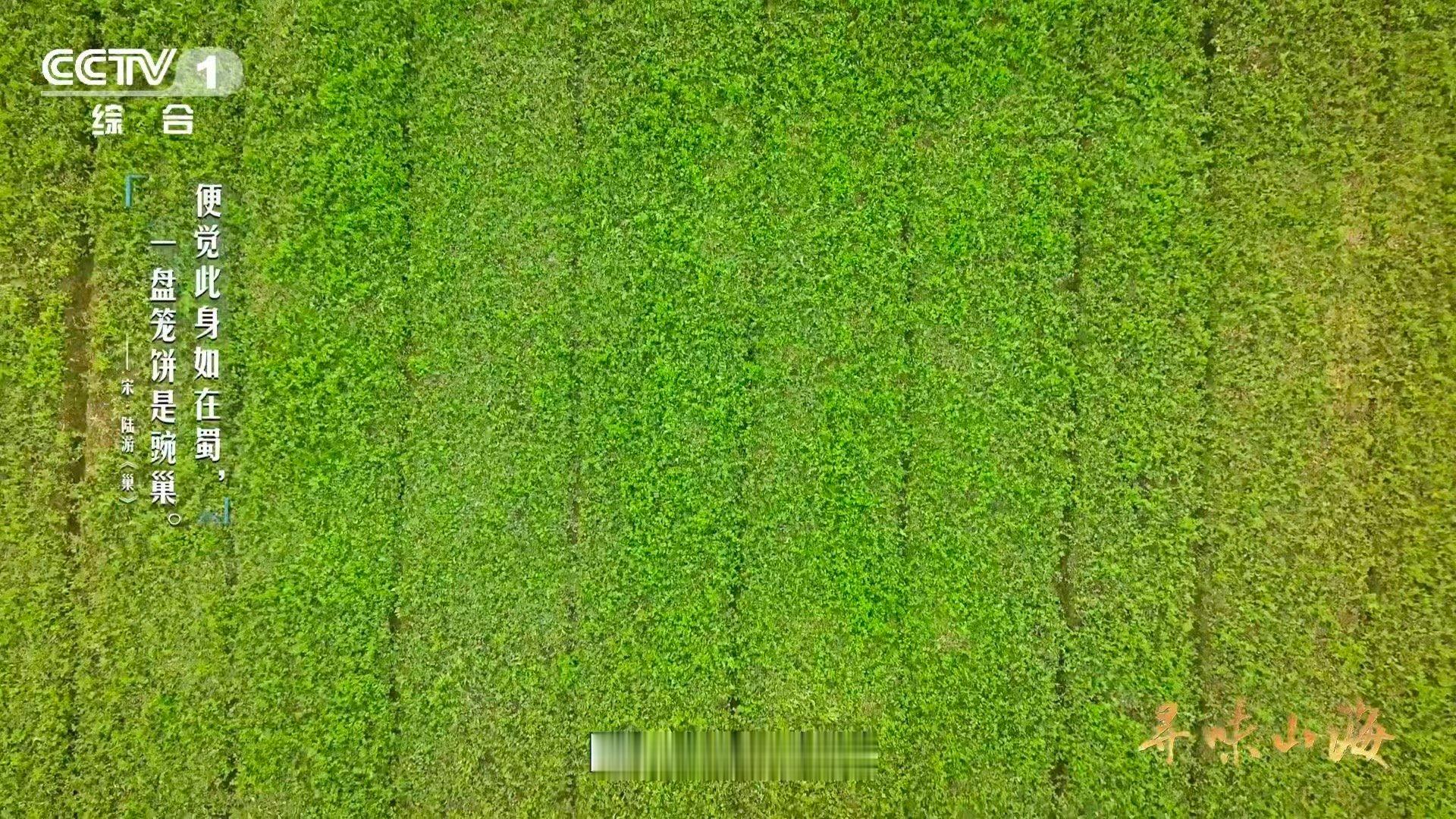 这就是四川省省菜吧 从陆游的“豌巢”到今人的“豌豆颠儿”，这口鲜嫩穿越八百年仍是