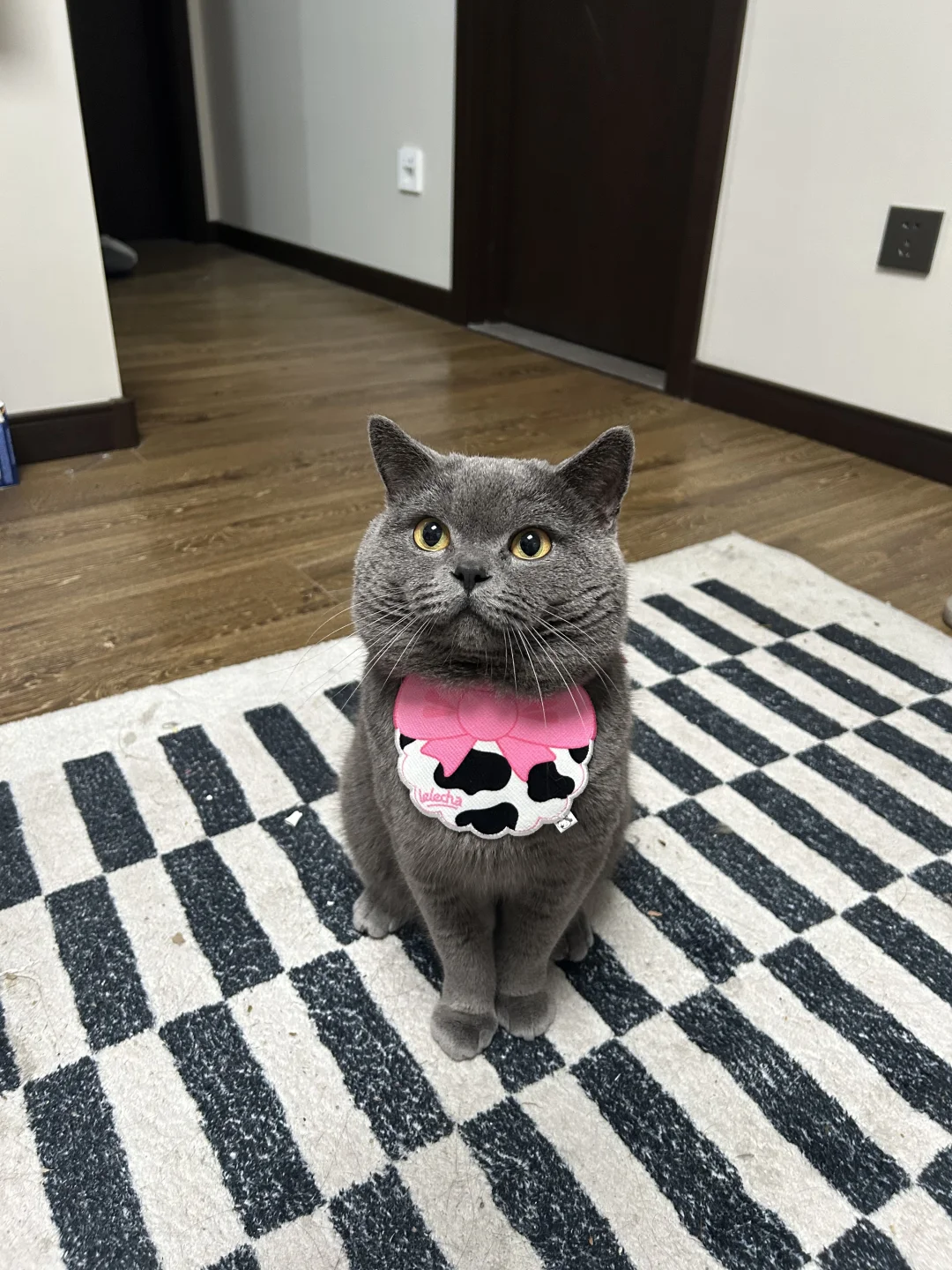 突击检查！发一张你最喜欢的蓝猫照片！
