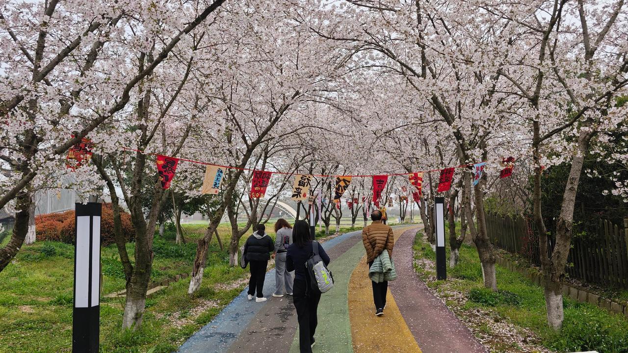 总说烟花三月下扬州，以前总念着瘦西湖的柳、大明寺的钟，直到今年闯进甘泉樱花园，才