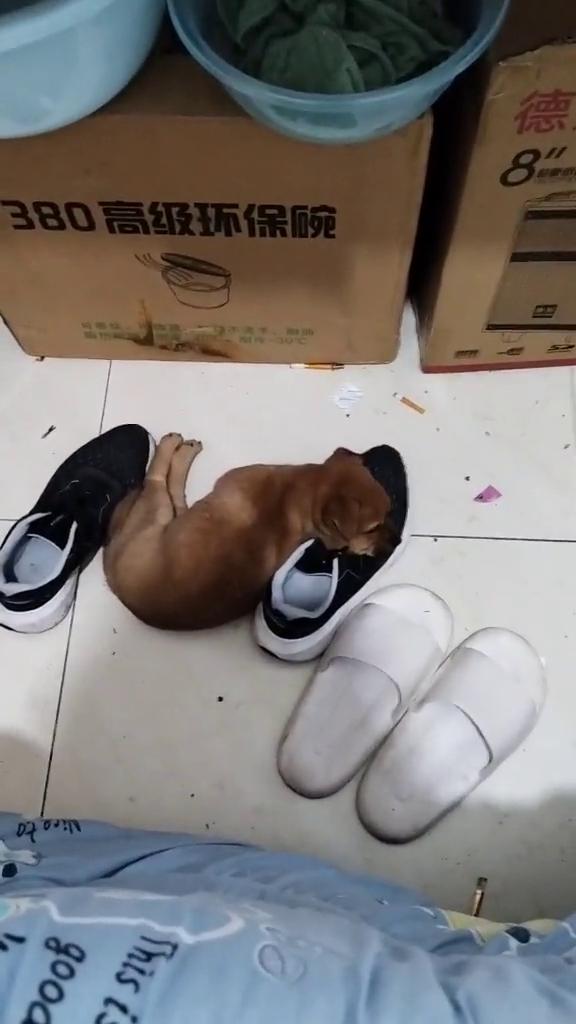 中年男人失业，蜗居在小房间，一条小狗为伴。有谁能告诉我生活到底是什么？