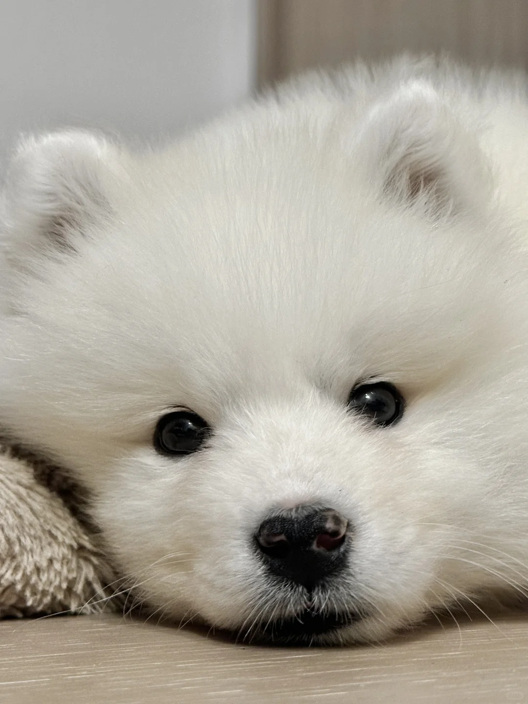 小北极熊狗狗夏天没胃口……