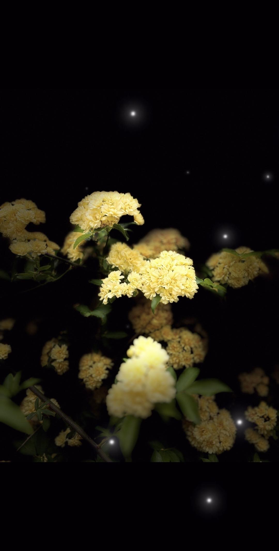 木香不语，春风自来。
愿这一抹浅黄，能治愈你所有的疲惫。