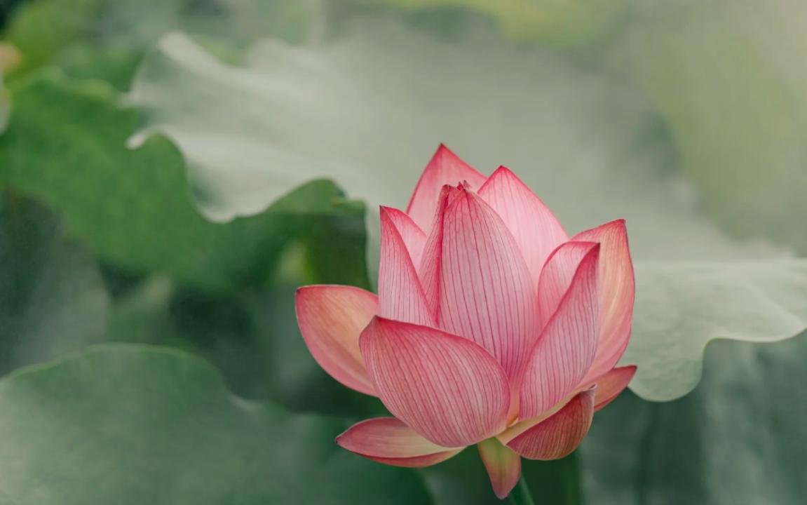 风油精6大妙招，家家都用得上！
亲爱的朋友们大家好，我是海林小百科，今天我们来看