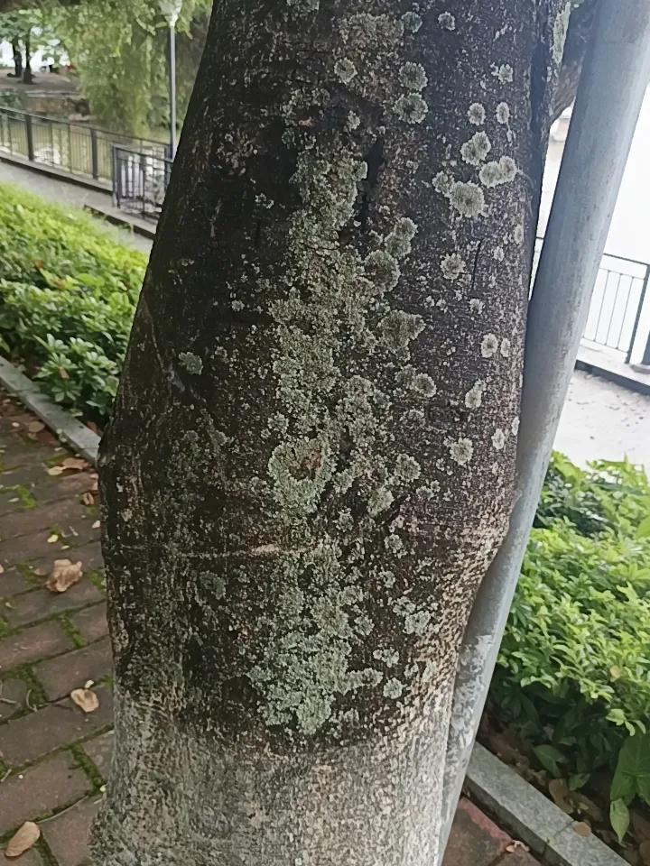 家人们谁懂啊，这个到底是什么？一直在树上。好像一些细菌一样。
