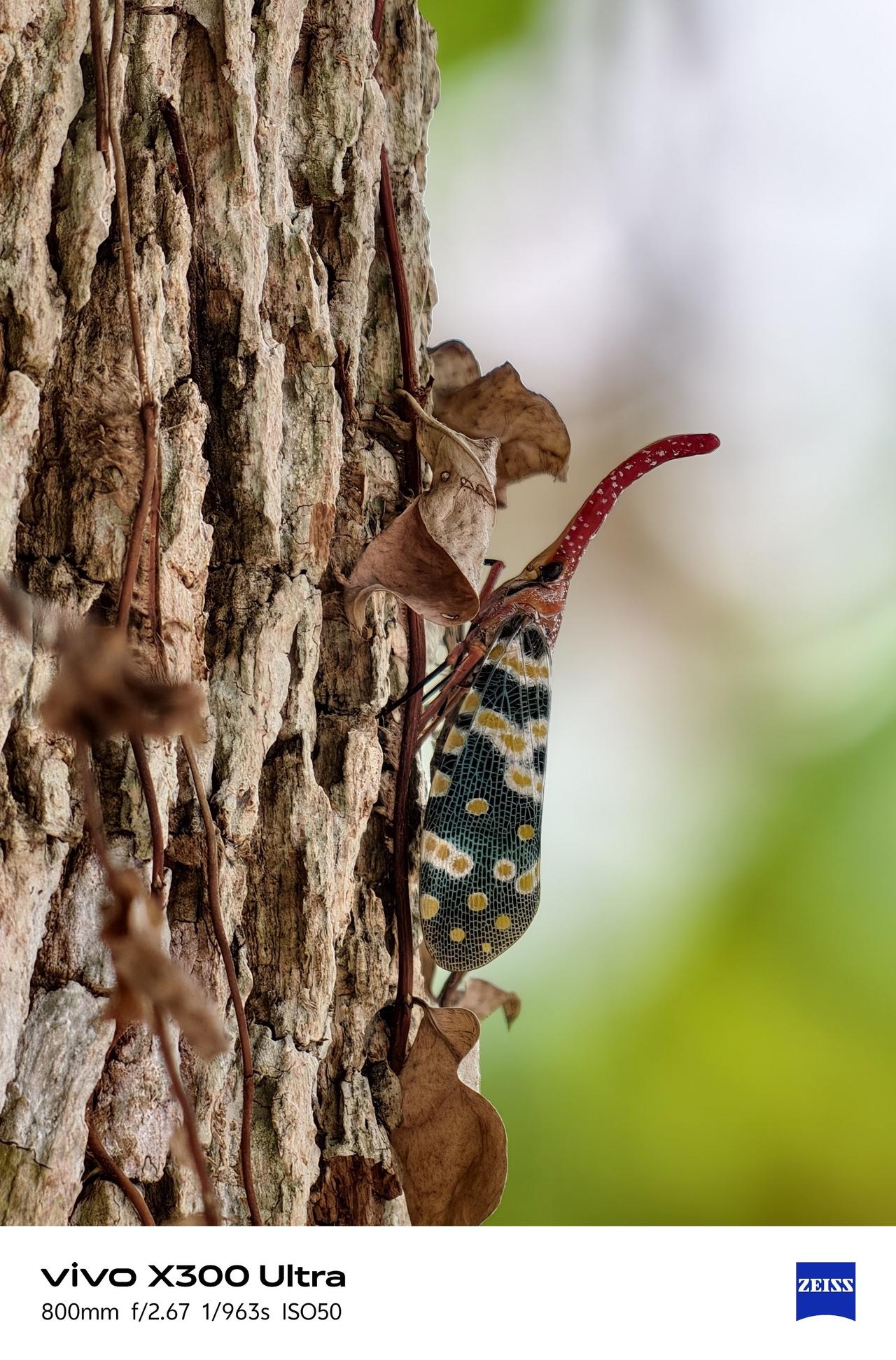 这玩意你们的那边都叫啥