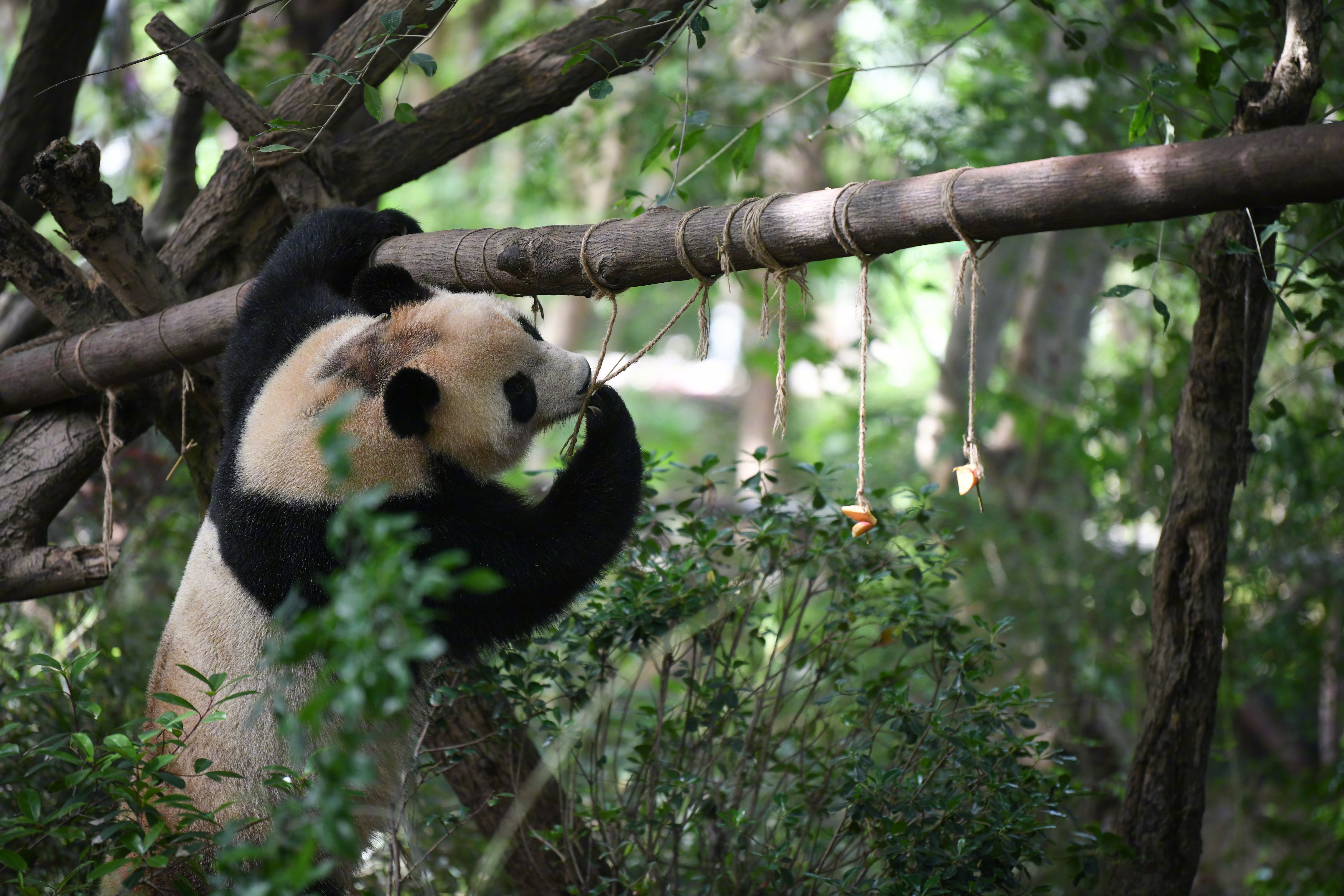 【中法签署延续大熊猫合作意向书 #新一对大熊猫2027年赴法#】据美联社12月5