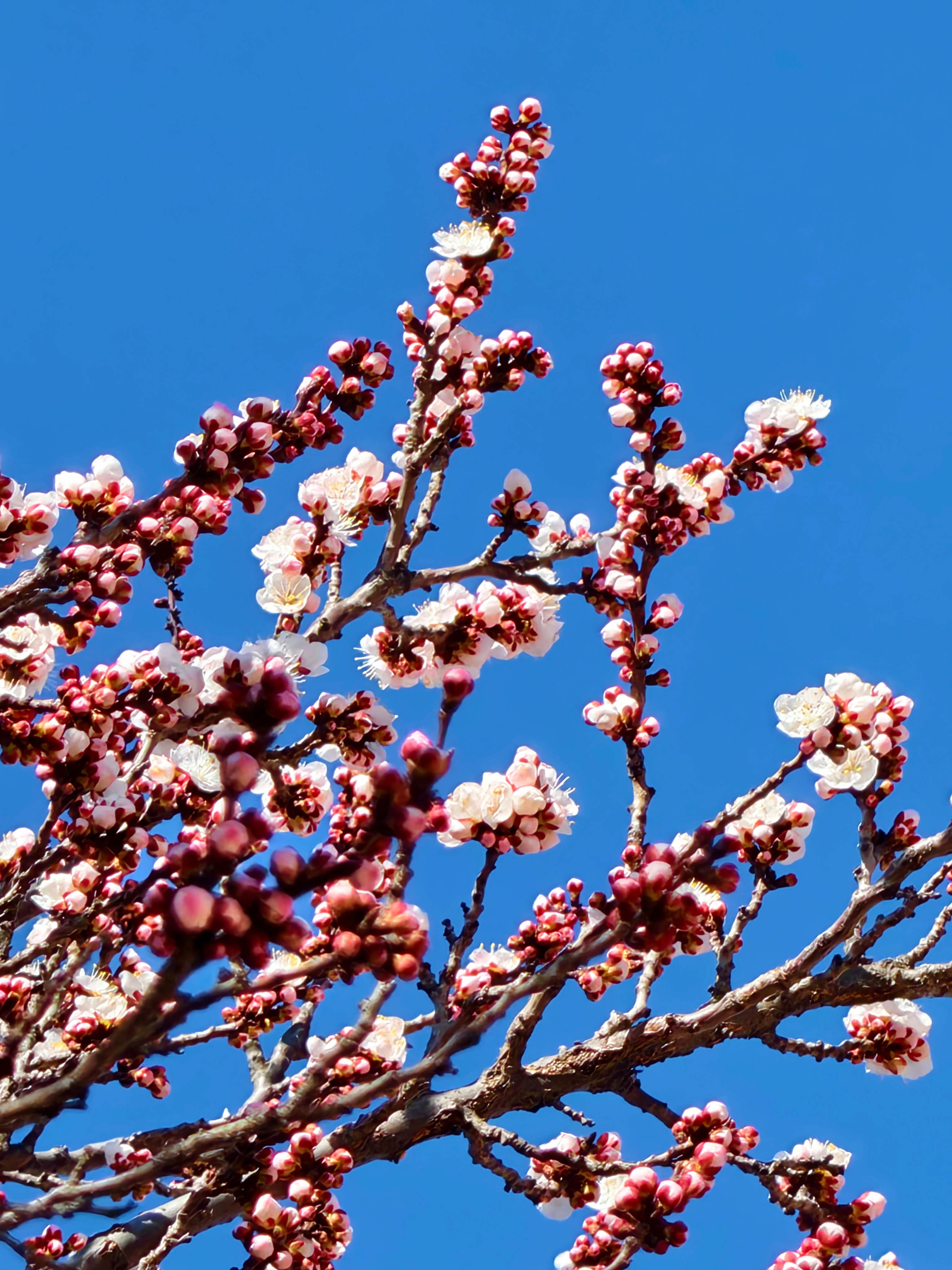 天好蓝 风好大 花好美