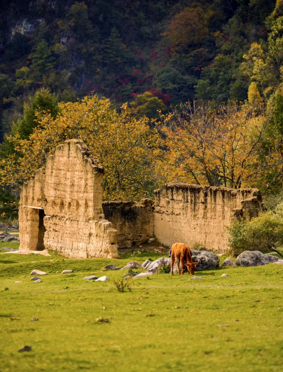 反向旅游🔥这是啥地方把小马🐎都美倒了