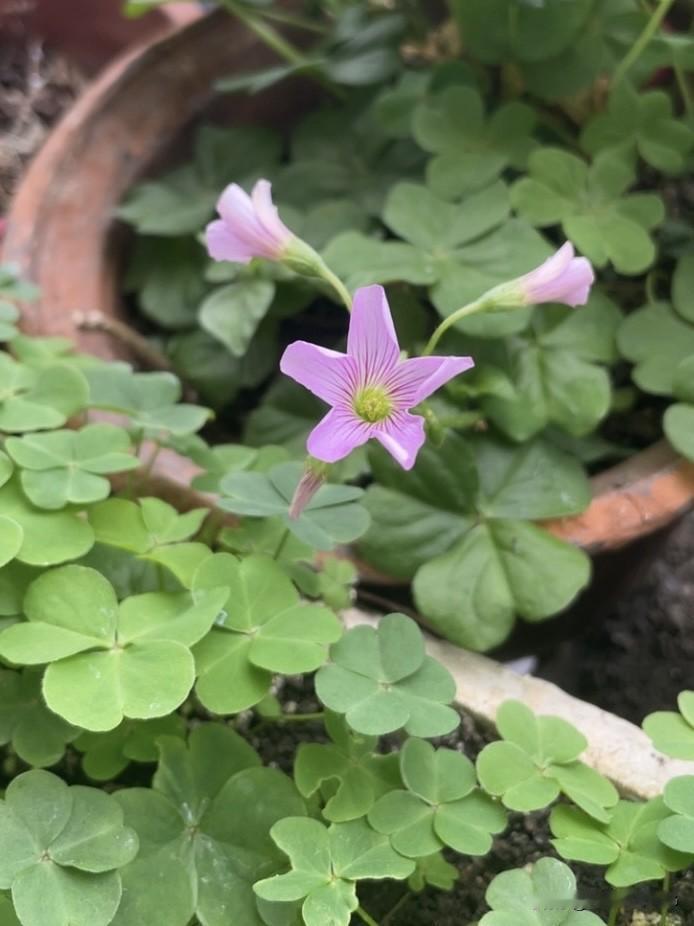 晒一张相册里的花