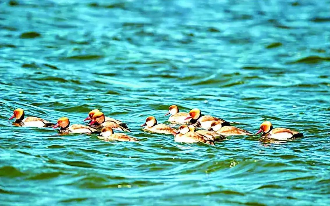 2023年，湖北洪湖保护区监测中，科研人员惊喜发现一种濒危鸟类赤嘴潜鸭首次现身，